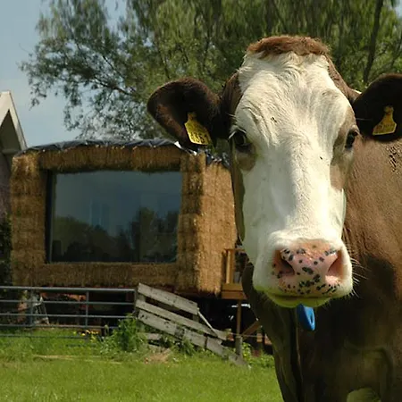 Gast op stal nabij Leeuwarden-3
